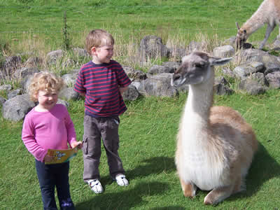 Farty pants Llama! (Fota wildlife park)